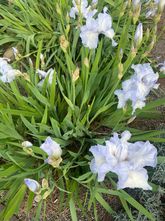 Lis - Iris pallida 'Variegata'