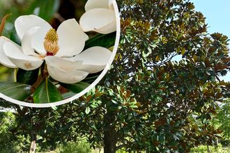 Biberbaum - Magnolia grandiflora Hochstämmiger Baum