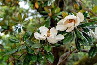 Beverboom - Magnolia grandiflora 'Galissonniere' (groenblijvende soort!)