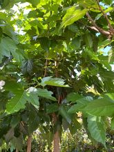 Hochstämmiger Maulbeerbaum - Morus platanifolia 'Fruitless'.