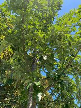 Moseik - Quercus cerris 'Marvellous'