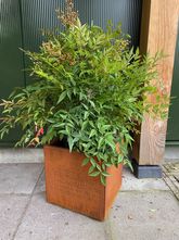 Plantenbak Cortenstaal 50x50x50 cm - Wovar