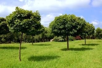 Spitzahorn - Acer platanoides Standardbaum