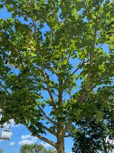 Spitzahorn - Acer platanoides 'Columnare Dila