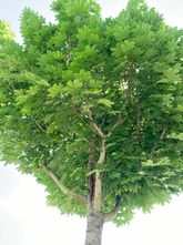 Spitzahorn - Acer platanoides 'Emerald Queen