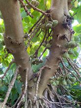 Elefantenohrfeige - Ficus auriculata