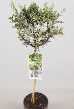 Stehender Olivenbaum - Olea europaea 