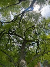 Palissanderboom - Jacaranda mimosifolia