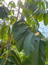 Kautschukbaum aus Panama - Castilla elastica