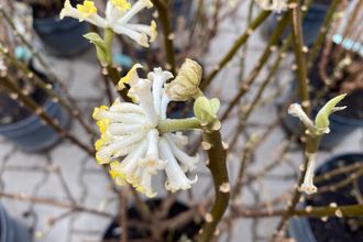Papierstrauch - Edgeworthia chrysantha 'Grandiflora'