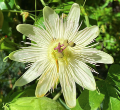 Passionsblume - Passiflora caerulea 'Constance Elliott'.
