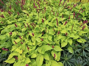 Duizendknoop - Persicaria amplexicaulis 'Firedance'