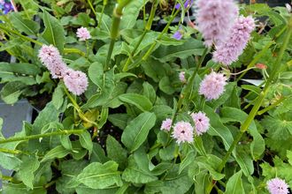 Duizendknoop - Persicaria bistorta 'Superba'