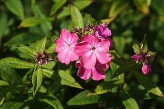 Flox - Phlox 'Rijnstroom'