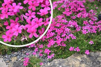 Vlambloem - Phlox douglasii 'Crackerjack'