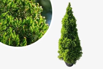 Kanadische Fichte - Picea glauca 'Conica' - Kompakter Mini-Weihnachtsbaum