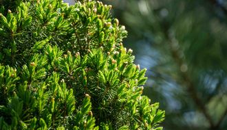Canadese spar - Picea glauca 'Perfecta'