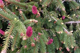 Fijnspar - Picea abies 'Acrocona'