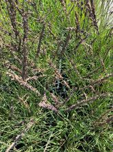 Pijpestrootje - Molinia caerulea 'Moorhexe'