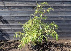Bambus - Fargesia robusta 'Ping Wu' (vermehrt sich nicht)