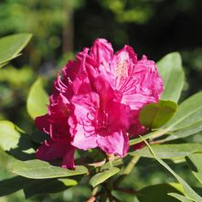 Rhododendron - Rhododendron 'Rosa Lila Traum
