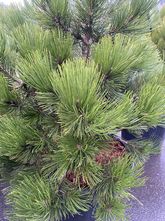 Schlangenhäute - Pinus leucodermis 'Compact Gem