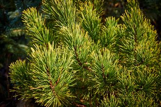 Pinus mugo 'Yellow Tip'