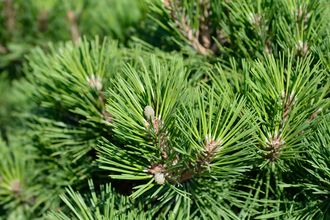 Zwarte den - Pinus nigra 'Pyramidalis' - Zuilvorm