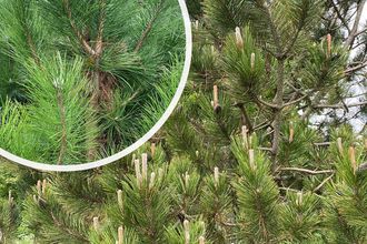 Zwarte den - Pinus nigra 'Nigra'