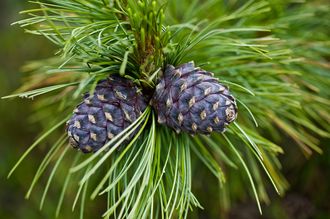  Siberische den - Pinus sibirica