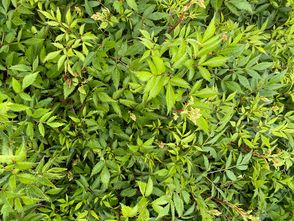 Pluimspirea - Astilbe 'Ellie'