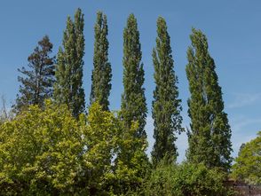 Zuil Italiaanse populierenboom - Populus nigra 'Italica'
