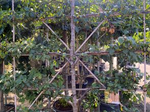 Schieferpflaumenbaum - Prunus domestica 'Reine Claude Verte' Spalier