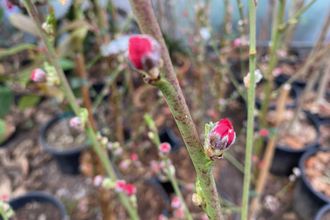 Zuilvormige Perzikboom - Prunus Persica 'Terute-beni'