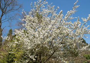 Japanse sierkers - Prunus 'Umineko' Hoogstam boom