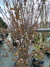 Kerspruim - Prunus cerasifera 'Pissardii'