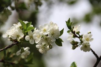 Präriekirsche - Prunus cerasus x fruticosa 'Carmine Jewel'