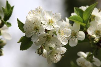 Präriekresse - Prunus cerasus x fruticosa 'Valentine'