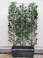 Kant en klare Portugese laurier haag - Prunus lusitanica 'Angustifolia' 180H x 120B