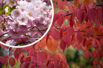 Japanse sierkers - Prunus sargentii 'Charles Sargent' Laagstam boom