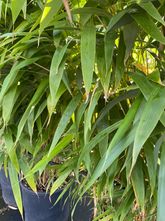 Japanse bamboe - Pseudosasa japonica