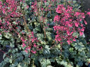 Purperklokje - Heuchera 'Spearmint'