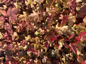 Purperklokje - Heuchera villosa 'Carnival Cocomint' TIP