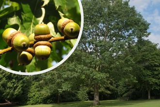 Amerikaanse eik - Quercus rubra hoogstam 300-350 cm