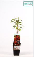 Herfstframboos -  Rubus idaeus 'Zefa Herbsternte' 50-55cm