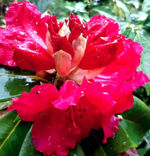 Rhododendron - Rhododendron 'Markeeta's Prize'