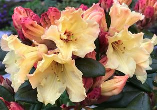 Rododendron - Rhododendron 'Nancy Evans'