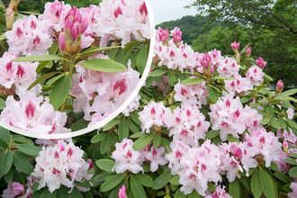 Rhododendron - Rhododendron 'Albert Schweitzer' 