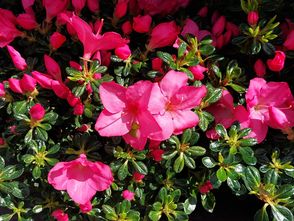 Japanische Azalee - Rhododendron 'Anouk'