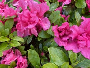 Japanische Azalee - Rhododendron 'Bloom Champion Pink'